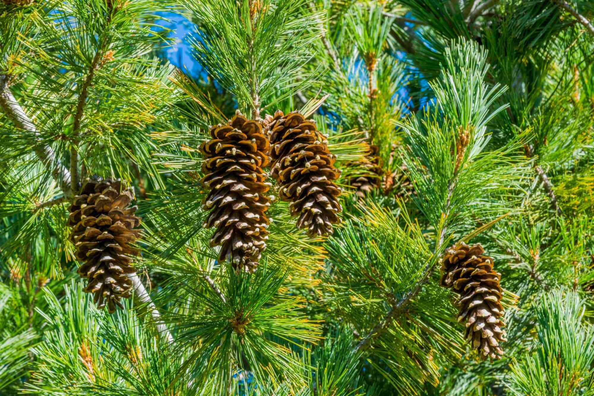 15 Centipede Facts For Kids - Facts.net within Pine