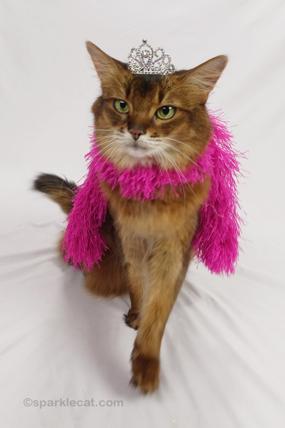 Practicing Being A Diva, On Video - Summer’s Fabulous Cat Life in Your Cat's Guide to a Cozy Laundry Space
